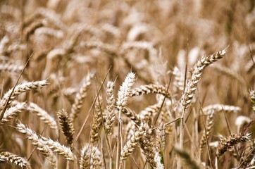 Fototapeta premium Ears of wheat