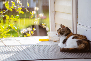 Cat is lying on the veranda  before the door against a green background