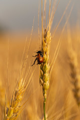 The cockchafer, colloquially called May bug or doodlebug, a pest of cereals. The parasitic insect eats grain in a wheat ear.