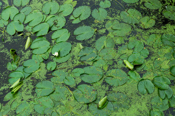 Top view of water lilies with duckweed in the pond. Green natural background