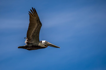 Brown Pelicans flying along the coastline of Padre Island NS, Texas