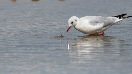 mouette rieuse 