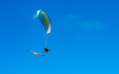 Muriwai Gannet Colony, Auckland, New Zealand