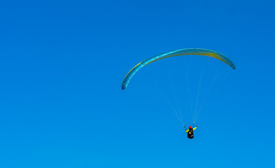 Muriwai Gannet Colony, Auckland, New Zealand