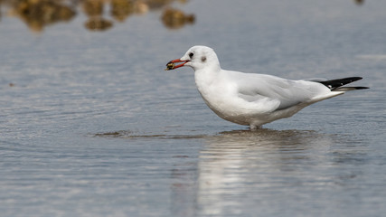 mouette rieuse 