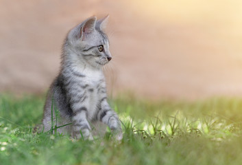 Naklejka na ściany i meble Cat in the green grass in summer. Beautiful grey cat with yellow eyes
