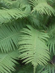 Green ferns in the garden in autumn