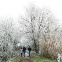 Promenade dans le givre - 5