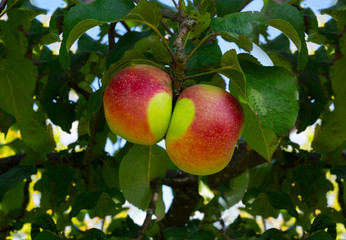 Two organic red home grown ripe delicious apples growing on tree with heart sign. Love and healthy.