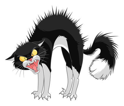 Angry cartoon cat