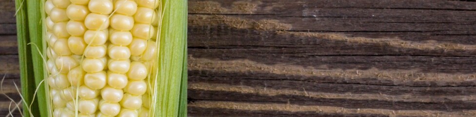 banner of Fresh corn on cobs on rustic wooden table, closeup, top view, copy space