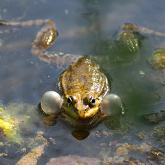 Grenouille - joues gonflées