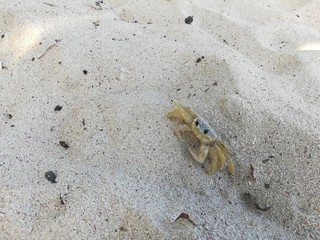 crab on beach