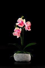 Decorative pink and white orchid in stone vase isolated on black background.
