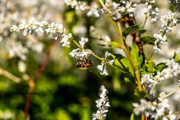 bee on flower