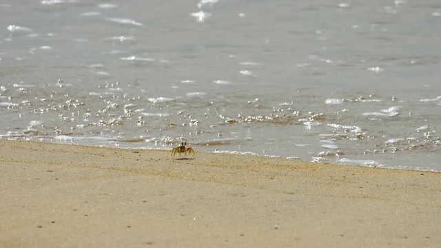 Crab on the sandy beach