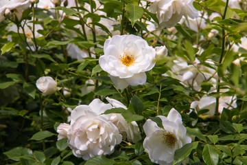 Beautiful white roses in the garden of the Transfiguration monastery. Yaroslavl.