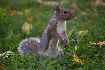 Ecureuil gris debout dans l'herbe