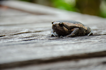 Bullfrog (Kaloula pulchra) on the wood, close-up