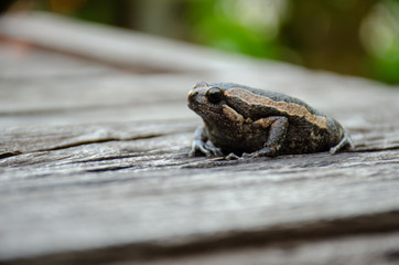 Bullfrog (Kaloula pulchra) on the wood, close-up