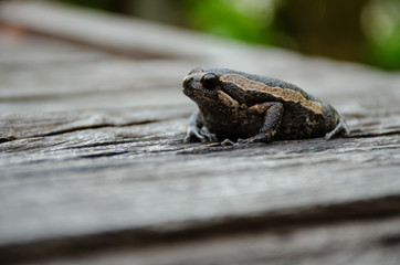 Bullfrog (Kaloula pulchra) on the wood, close-up