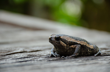 Bullfrog (Kaloula pulchra) on the wood, close-up