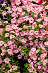 Rosa blühende Petunien