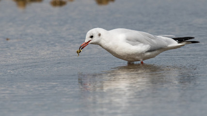 mouette rieuse 