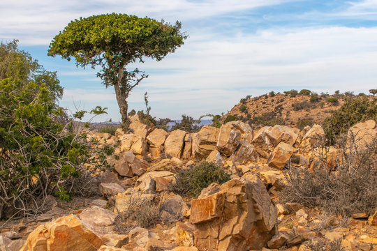 Semi Arid Karoo Region In The Eastern Cape Province Of South Africa.