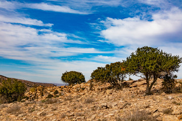 Dry Karoo landscape between Jansenville and Steytlervile in the Eastern Cape province of South Africa.