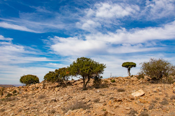Dry Karoo landscape between Jansenville and Steytlervile in the Eastern Cape province of South...