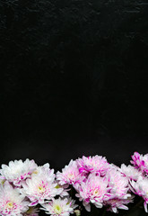 Flowers on black background. Chrysanthemum bouquet. Perfect flat lay with petals. Happy mothers holiday postcard. International women's day greeting. Birthday idea for advert. Copy space place.