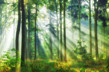 Wiosenny las w promieniach porannego słońca