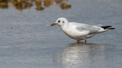 mouette rieuse 