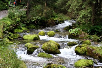 Forest stream. Tatra national park, the Carpathians.
