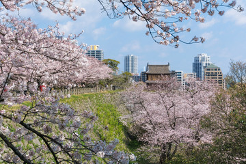 Sakura blooming at Fukuoka castle, Japan