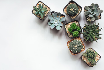 Top view group of cactus on white