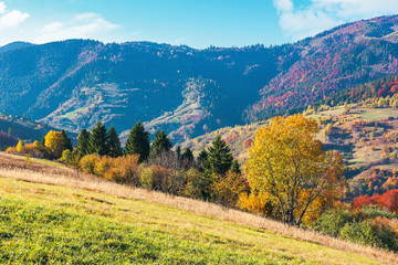 wonderful sunny autumn day in mountains. great views of carpathian rural landscape. trees in...