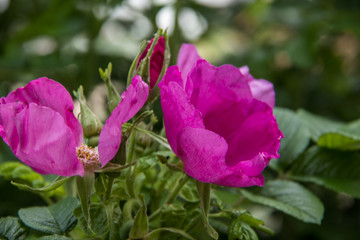 A delicate flower of wild rose. Yaroslavl. Beautiful summer day.