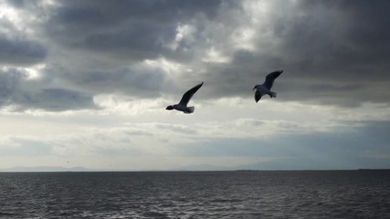 Seagulls flying over the ocean in slow motion.