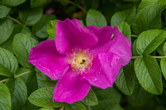 A delicate flower of wild rose. Yaroslavl. Beautiful summer day.