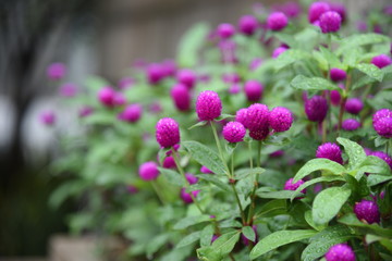 Globe amaranth, also known as bachelor button.purple Gomphrena Globosa Flower in the garde