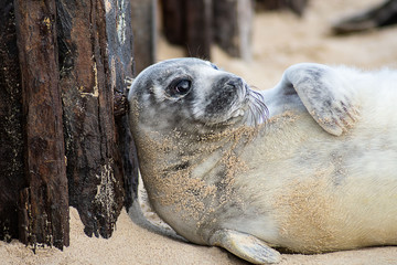 Baby seal chill