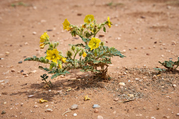 Close up of Solanum rostratum Dunal Plants in Texas desert. Buffalo Bur Nightshade, Breaked-Sandbur