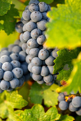 Close up of red merlot grapes in vineyard. Medoc, Gironde, Aquitaine. France