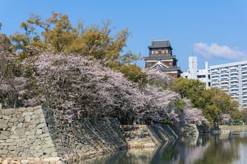 Hiroshima castle with sakura flower blooming
