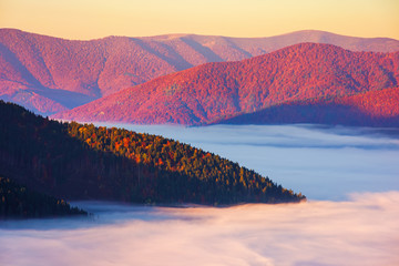 Obrazy na Szkle  magiczny wschód słońca w górach. dolina pełna mgły. piękna jesienna sceneria. drzewa w kolorowych liściach. sielankowa atmosfera karpackiej wsi