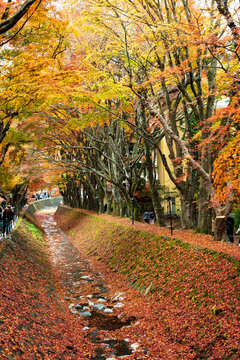 Tourist attraction, colorful maple turnel near kawaguchi lake in Japan during autumn season.