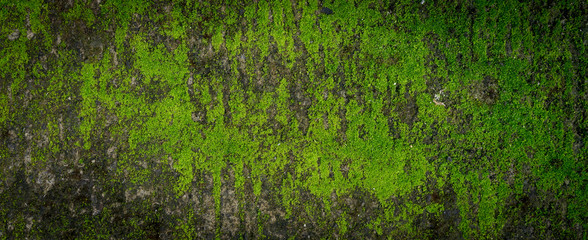 Moss green texture. Moss background. Green moss on grunge texture, background. Long web banner - 291450043