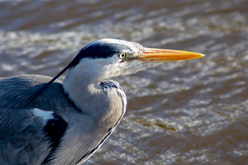 Heron 
